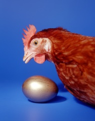 Gallia de Huevos de Oro